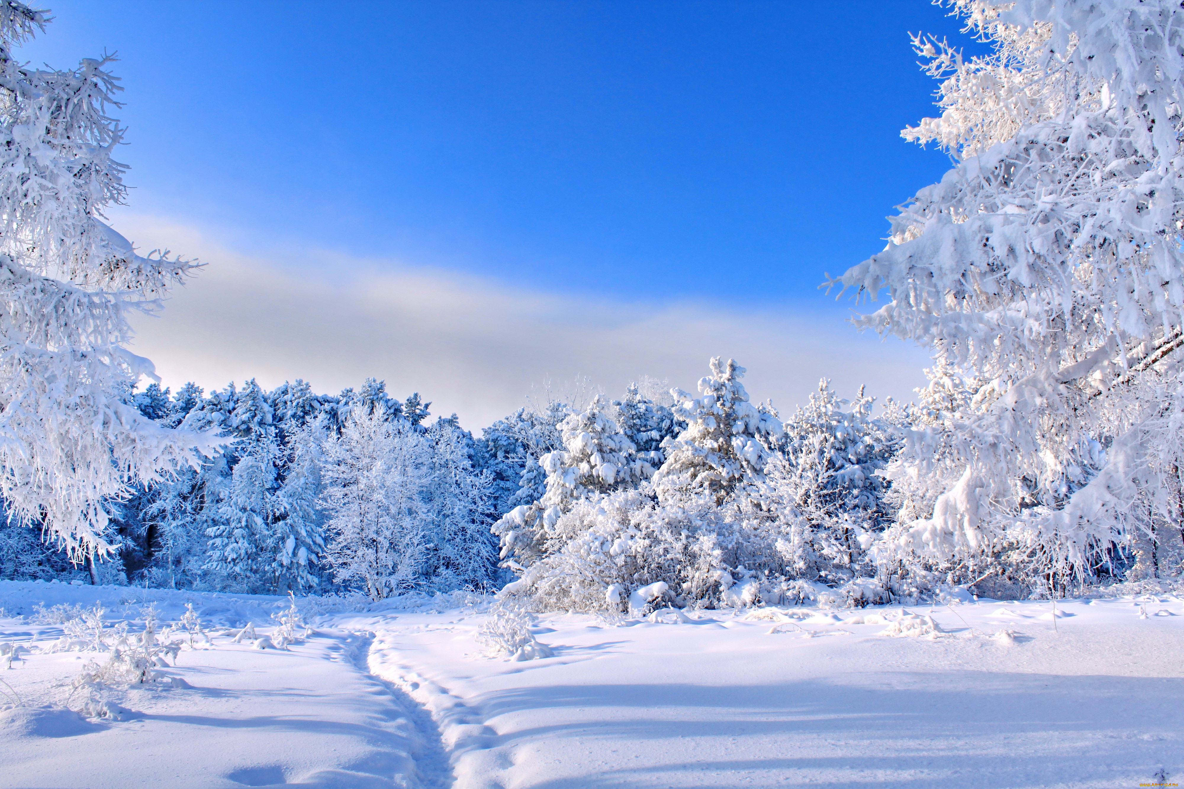 Январский день. Зимний пейзаж. Зимняя природа. Зимний лес. Красивая зима.